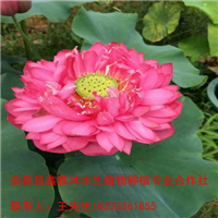通州区【荷花苗】培育基地 