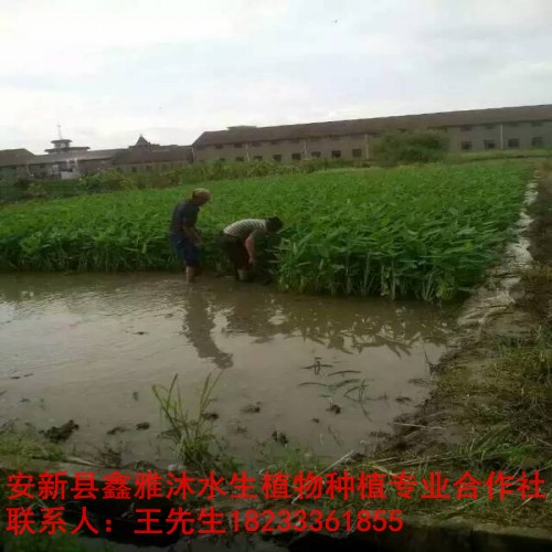 常德市【水生植物种植】种苗销售厂家 