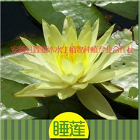 18233361855廊坊市的【睡莲】 