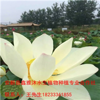 太原市【荷花】种植18233361855 