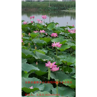 河道绿化工程用什么【水生植物种苗】好 