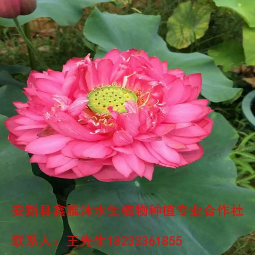 滨州市【荷花苗】培育基地 