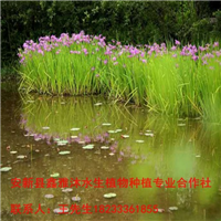 甘肃【水生植物】种植18233361855 
