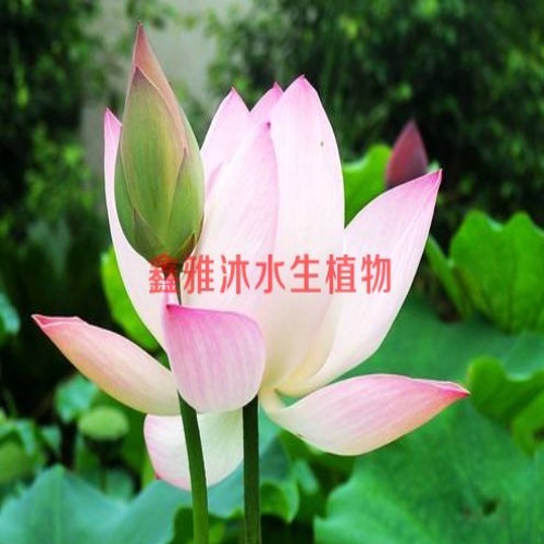 18233361855廊坊哪有卖【精品荷花】的 