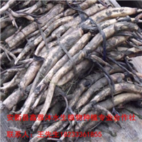 【荷花苗】的价格18233361855 
