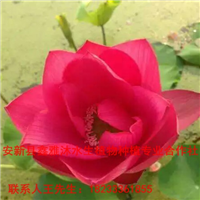 厂家销售【盆栽荷花】18233361855 