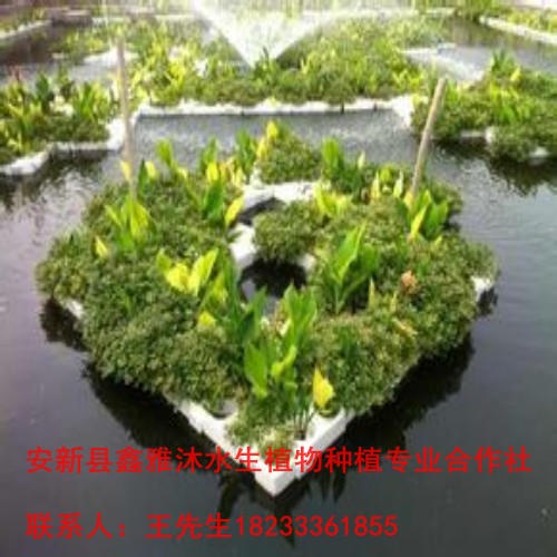 乐山市【人工浮岛种植】制作销售 