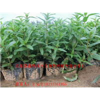 【找水生植物种苗】就找鑫雅沐水生植物公司 