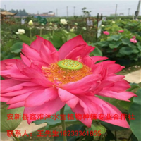 18233361855【盆栽