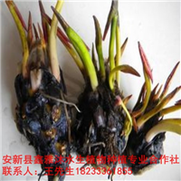 18233361855武清区【睡莲苗】低价销售 