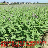 18233361855顺义区【水生植物种植】厂家 