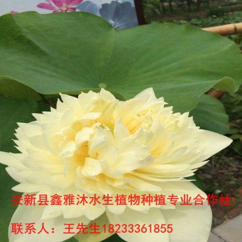 密云区【荷花苗】培育基地 