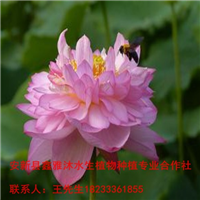 怀柔区【荷花苗】培育基地 