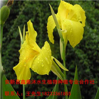 滨州市【美人蕉种植】18233361855 