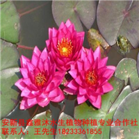 18233361855四平市【睡莲种植】培育基地 