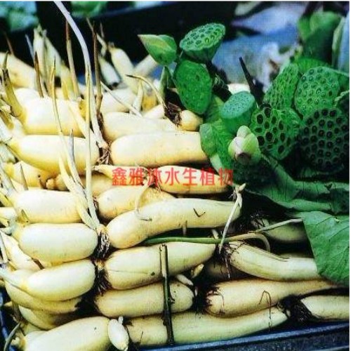 18233361855唐山市专业养殖销售【藕苗】 