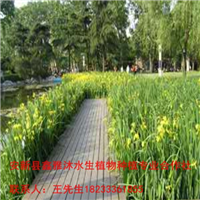 宜宾市【水生植物种植】销售厂家 