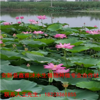 18233361855银川市【荷花种植】哪家好 