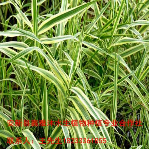 18233361855西昌市【水生植物】种植厂家 