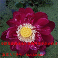 18233361855安新县【盆栽荷花】那家** 