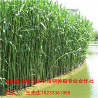18233361855阳泉市【芦苇种植】培育基地 