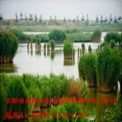 18233361855【芦苇苗】的价格 