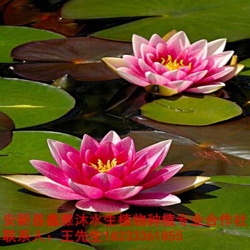 18233361855湘潭市【睡莲种植】技术 