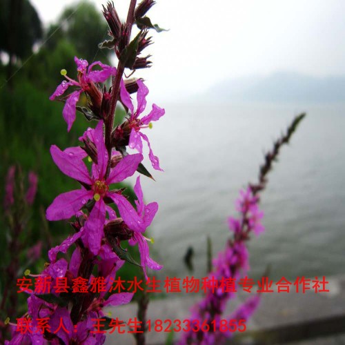 销售各种绿化工程用的【千屈菜种苗】 