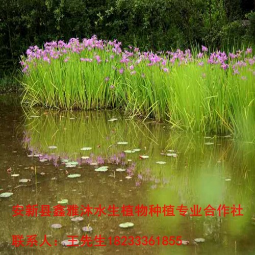 18233361855银川市【水生鸢尾】种苗基地 