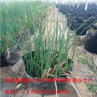 【找水葱苗】就找鑫雅沐水生植物 