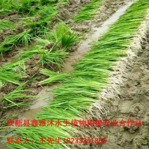 18233361855泸州市【水生植物】种植厂家 