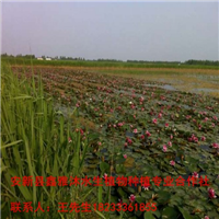 锦州市【睡莲苗】厂家18233361855 