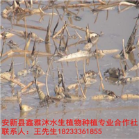 18233361855武清区【荷花苗】低价销售 