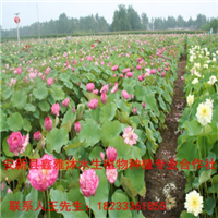 销售各种绿化工程用的【盆栽荷花】 