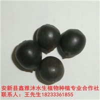 18233361855低价供应【莲子种子】厂家 