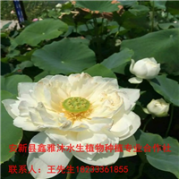 观赏【荷花】苗厂家18233361855 