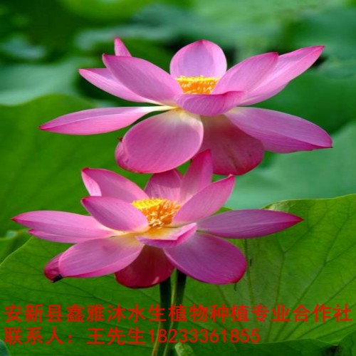 衡阳市如何【种植荷花】 