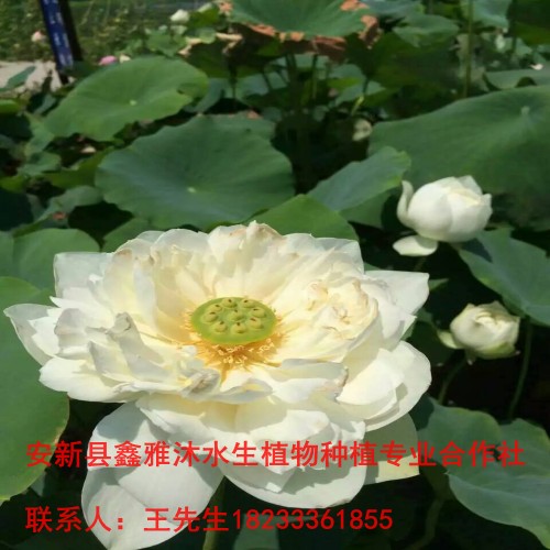 淄博市【荷花】种植18233361855 