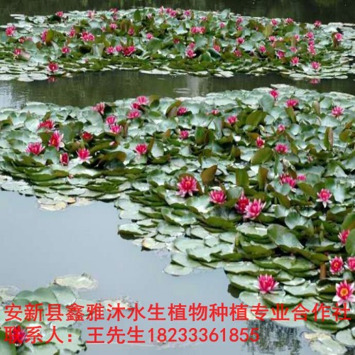 静海县【睡莲种植】18233361855 