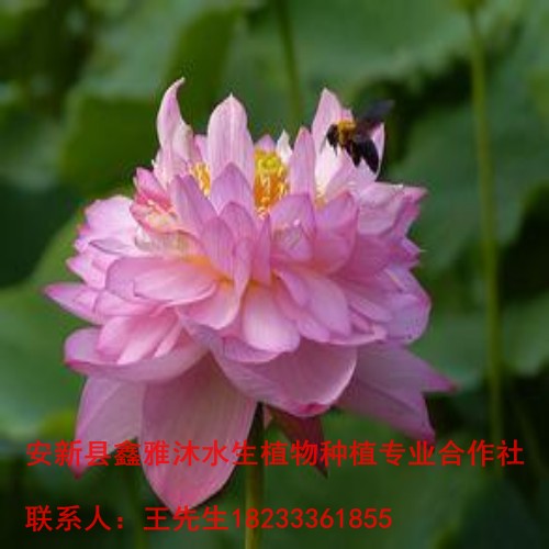 济宁【睡莲】种植厂家18233361855 