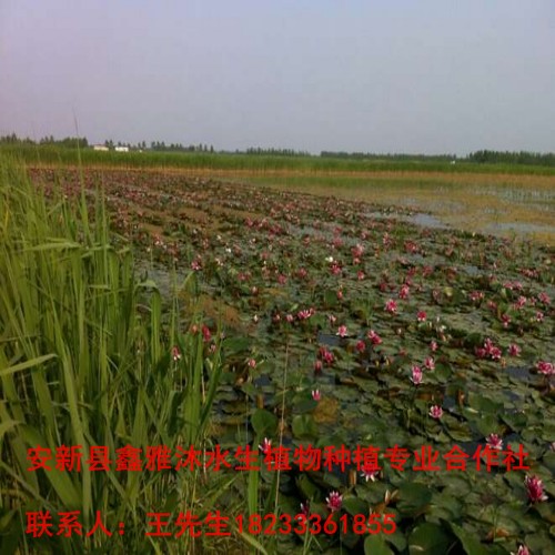 【睡莲苗】的价格 