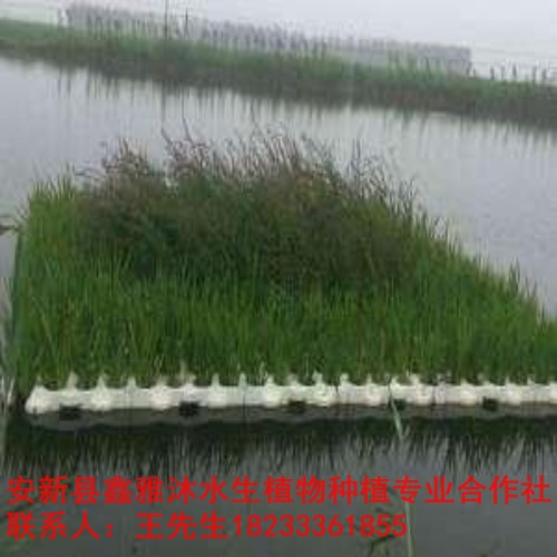 顺义区专业制作【人工生态浮岛】厂家 