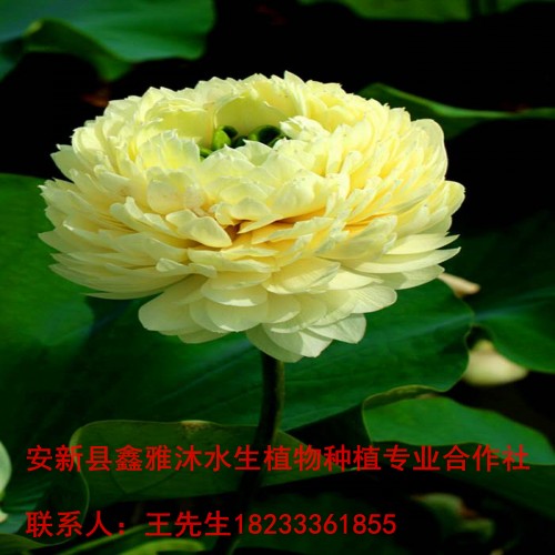 【盆栽荷花】价格18233361855 