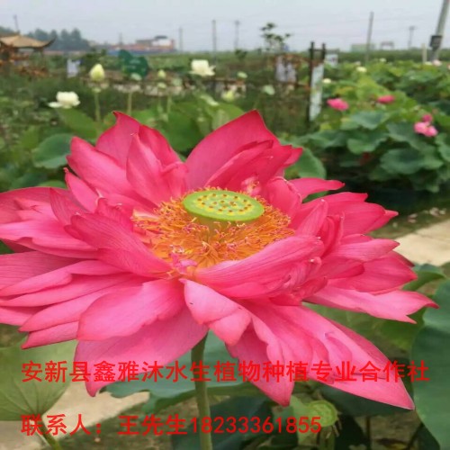 18233361855天水市【荷花种植方法】 