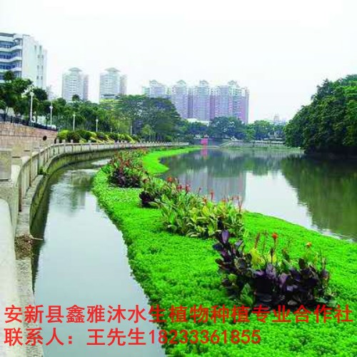 滨州市专业制作【人工生态浮岛】厂家 