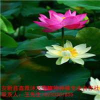 18233361855阳泉市【荷花种植】培育基地 