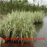 求购优质【再力花苗】就找鑫雅沐公司 