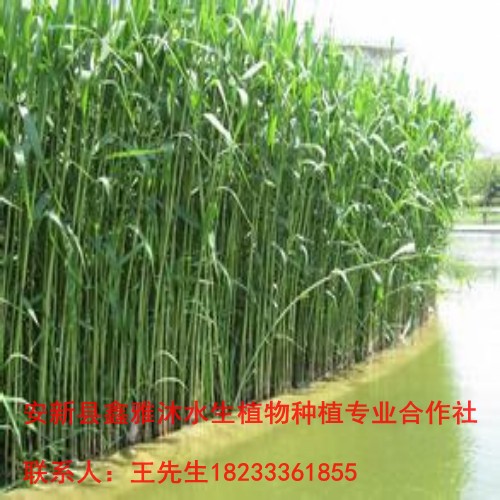 【芦苇苗】等价格18233361855 