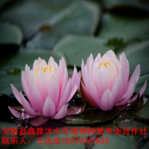 18233361855万县市【睡莲种植】技术 