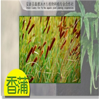 秦皇岛市专业生产【香蒲】 
